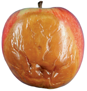  شکل 2: تاثیر کپک خاکستری بر سیب که باعث میشود بافت قهوه ای، اسفنجی و پوسیده گردد.