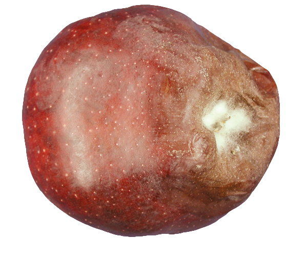 شکل3:تاثیر کپک خاکستری بر سیب در قسمت کالیکس آن که در رطوبت بالا شروع به رشد نموده است.