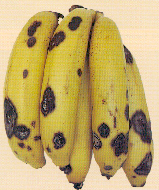 панамская болезнь бананов. болезнь бананов антракноз. заболевание бананов. заболевание бананов. антракноз бананов.
