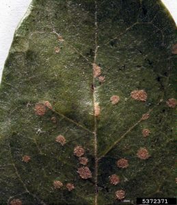 جلبک سبز (Cephaleuros virescens) روی آناناس-گواوا